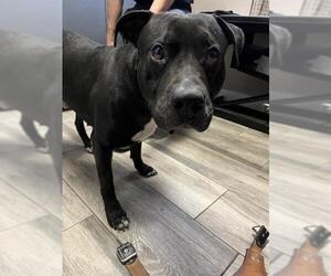 American Pit Bull Terrier-Unknown Mix Dogs for adoption in Redlands, CA, USA