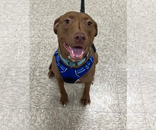 Medium Photo #6 American Pit Bull Terrier-Labrador Retriever Mix Puppy For Sale in Minneapolis, MN, USA