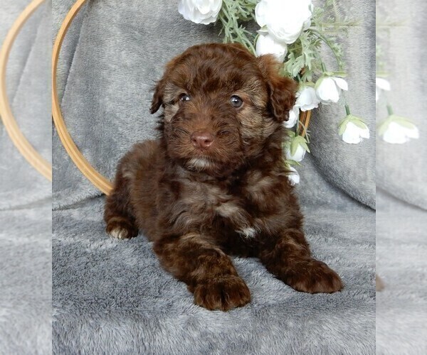Medium Photo #4 Aussiedoodle Miniature  Puppy For Sale in FREDERICKSBURG, OH, USA