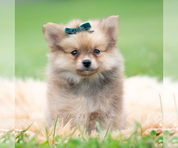 Medium Photo #56 Pomeranian Puppy For Sale in WARSAW, IN, USA