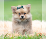 Small Photo #56 Pomeranian Puppy For Sale in WARSAW, IN, USA