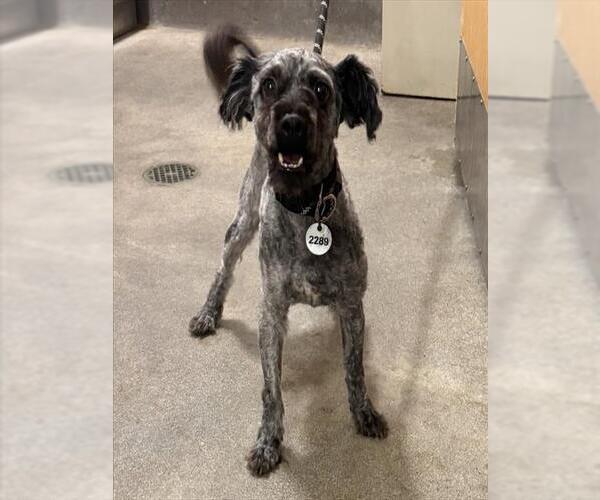 Medium Photo #1 Poodle (Miniature)-Unknown Mix Puppy For Sale in Forestville, MD, USA