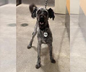 Poodle (Miniature)-Unknown Mix Dogs for adoption in Forestville, MD, USA
