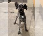 Small Poodle (Miniature) Mix