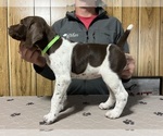 Puppy Lime Collar German Shorthaired Pointer