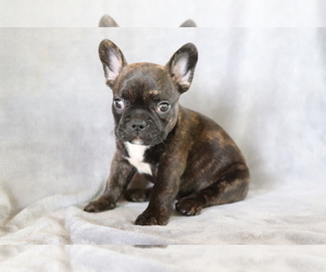 French Bulldog Puppy for sale in SHILOH, OH, USA