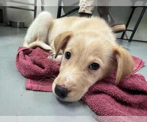 Retriever -Unknown Mix Dogs for adoption in Anchorage, AK, USA