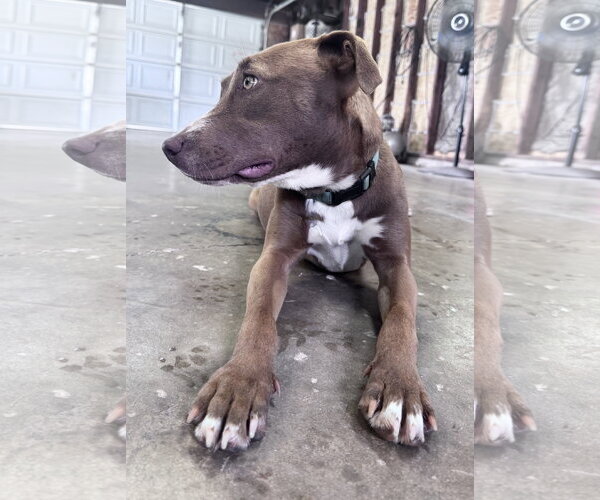 Medium Photo #22 Mutt Puppy For Sale in Columbus, IN, USA