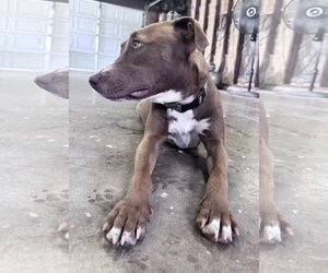 Kiwi - Female Mutt Dog for Adoption - Photo #22