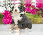 Puppy Sophie Australian Shepherd