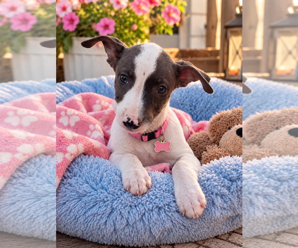 Medium Photo #2 Borador Puppy For Sale in Mt. Laurel, NJ, USA
