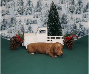 Dachshund Puppy for sale in CHANUTE, KS, USA