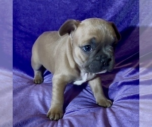 Medium French Bulldog