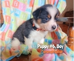Small Photo #1 Aussie-Corgi Puppy For Sale in PHILOMATH, OR, USA