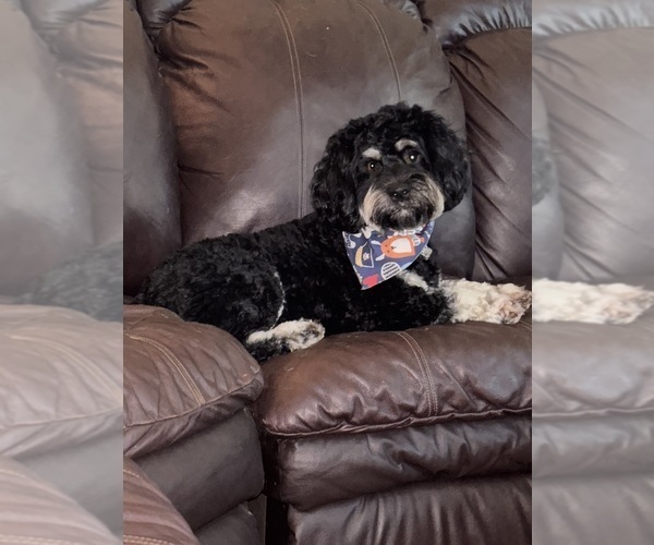 Medium Photo #1 Cockapoo (Miniature) Puppy For Sale in MURFREESBORO, TN, USA