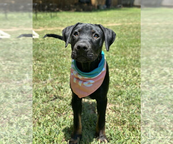 Medium Photo #3 Mutt Puppy For Sale in Greenville, SC, USA