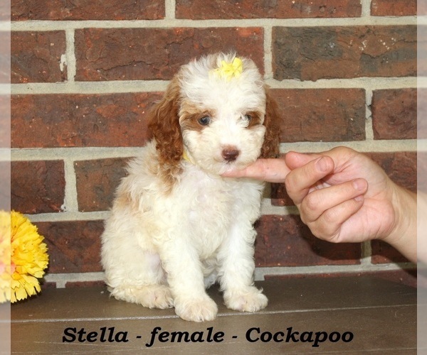 Medium Photo #4 Cockapoo (Miniature) Puppy For Sale in CLARKRANGE, TN, USA