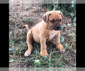 Dogue de Bordeaux Puppy for sale in KEMPTON, PA, USA