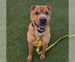 Small #1 Chinese Shar-Pei Mix