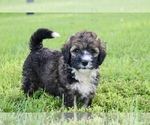 Small #5 Bernedoodle