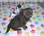 Small Photo #11 Havashire Puppy For Sale in ORO VALLEY, AZ, USA