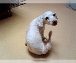 Small Poodle (Miniature)