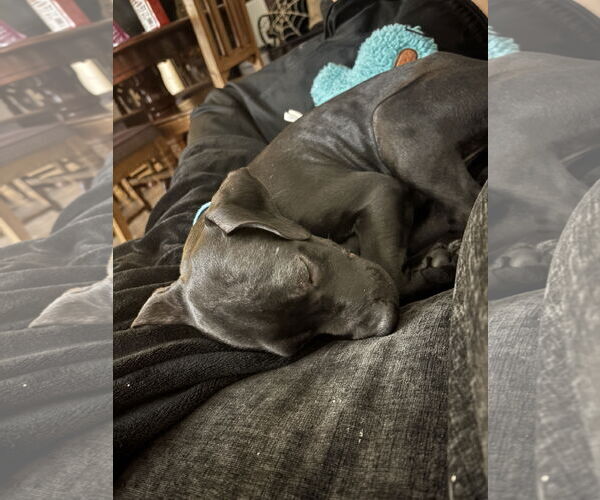 Medium Photo #4 American Staffordshire Terrier Puppy For Sale in MIDWAY, UT, USA