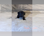 Puppy Black Female 2 Great Dane
