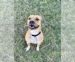 Small Mutt