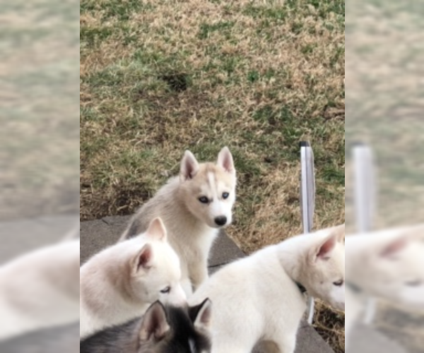 Medium Photo #11 Siberian Husky Puppy For Sale in JOPLIN, MO, USA
