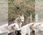 Small Photo #11 Siberian Husky Puppy For Sale in JOPLIN, MO, USA