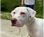 Small #2 Boxer-Coonhound Mix