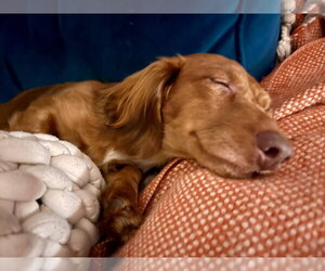 Modist - Male Dachshund Dog for Adoption - Photo #3