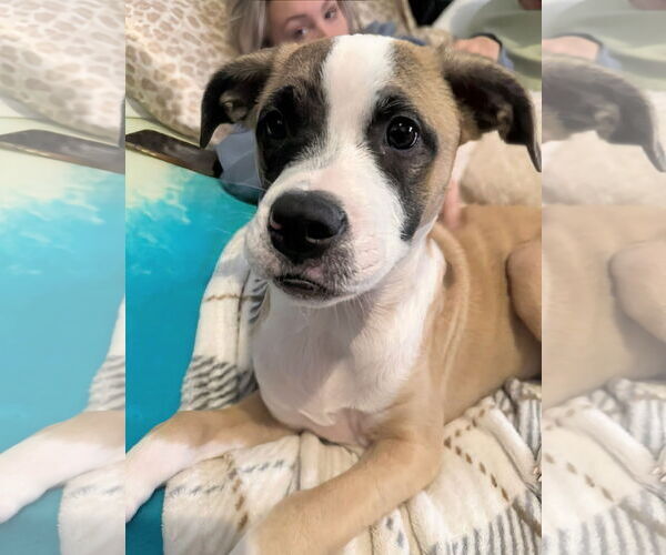 Medium Photo #5 Mutt Puppy For Sale in Holly Springs, NC, USA