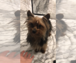 Small Photo #1 Yorkshire Terrier Puppy For Sale in MOUNT CARMEL, PA, USA