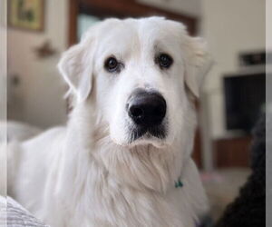 Great Pyrenees Dogs for adoption in Dallas, TX, USA