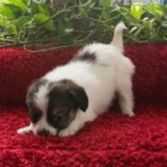 Papillon Puppy for sale in KENT, OH, USA