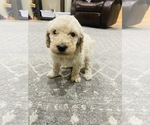 Small Photo #3 Labradoodle Puppy For Sale in AMARILLO, TX, USA