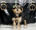 Small #5 Morkie