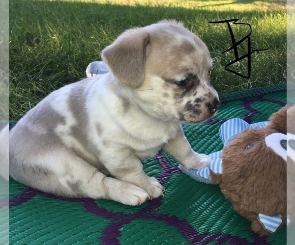 Medium Photo #1 French Bullhuahua Puppy For Sale in YPSILANTI, MI, USA