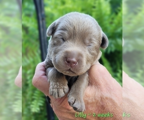 Medium Photo #52 Labrador Retriever Puppy For Sale in POCAHONTAS, IL, USA