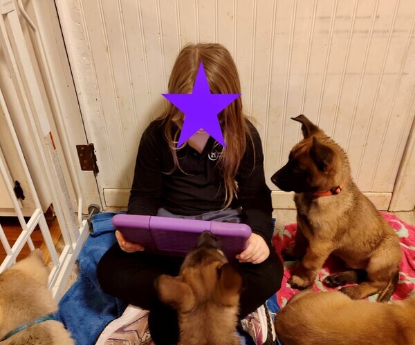 Medium Photo #4 German Malinois Puppy For Sale in MADISON, TN, USA