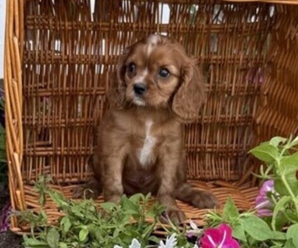 Medium Photo #1 Cavalier King Charles Spaniel Puppy For Sale in THORP, WI, USA