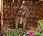 Small Cavalier King Charles Spaniel