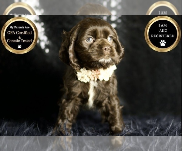 Medium Photo #75 Cocker Spaniel Puppy For Sale in WARSAW, IN, USA