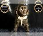 Small Photo #75 Cocker Spaniel Puppy For Sale in WARSAW, IN, USA
