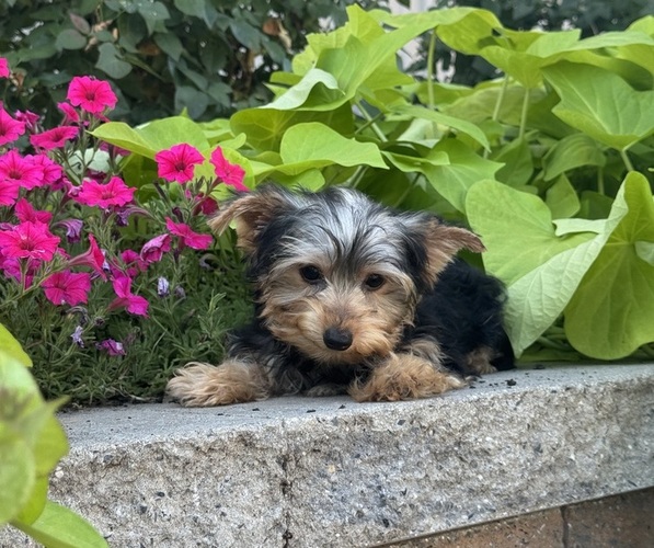 Medium Photo #3 Yorkshire Terrier Puppy For Sale in CANOGA, NY, USA