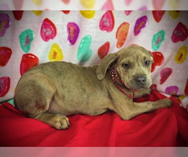 Medium Photo #2 Black Mouth Cur-Catahoula Leopard Dog Mix Puppy For Sale in Pleasanton, TX, USA