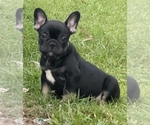 Puppy Enzo French Bulldog