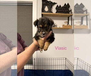 Australian Terrier-German Shepherd Dog Mix Dogs for adoption in Duluth, MN, USA